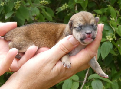 Chiot N°2