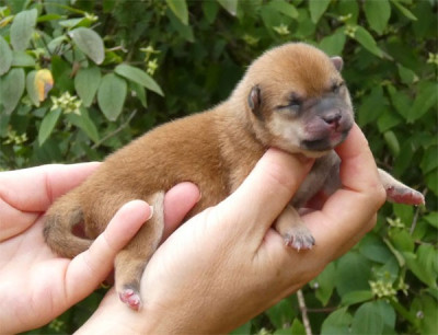 Chiot N°4