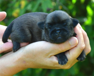 Chiot N°1