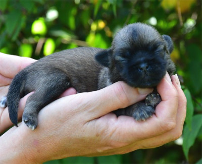 Chiot N°2