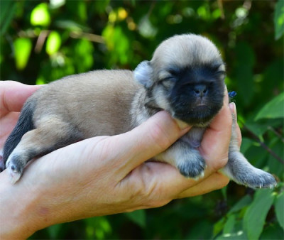 Chiot N°3