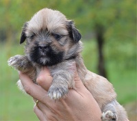 CHIOT