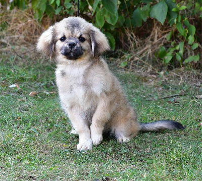 CHIOT 2