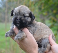CHIOT