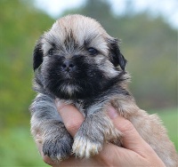 CHIOT