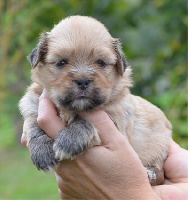 CHIOT