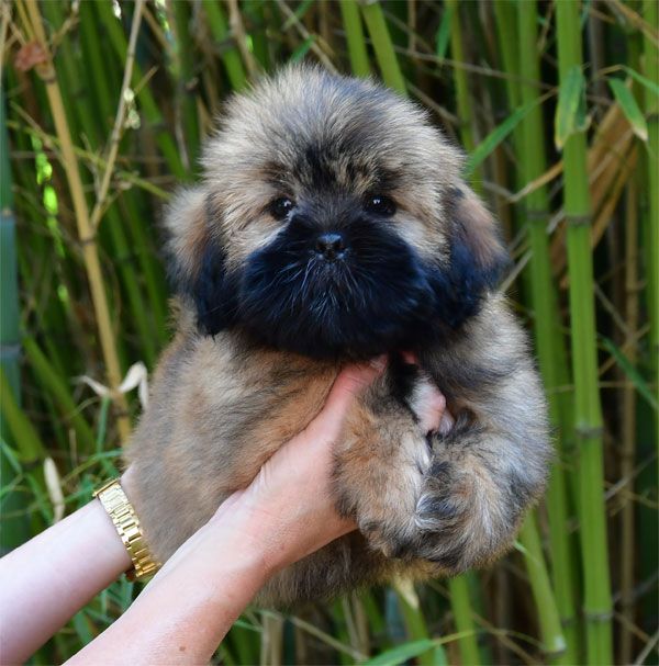 de dame nature - Chiots disponibles - Lhassa Apso