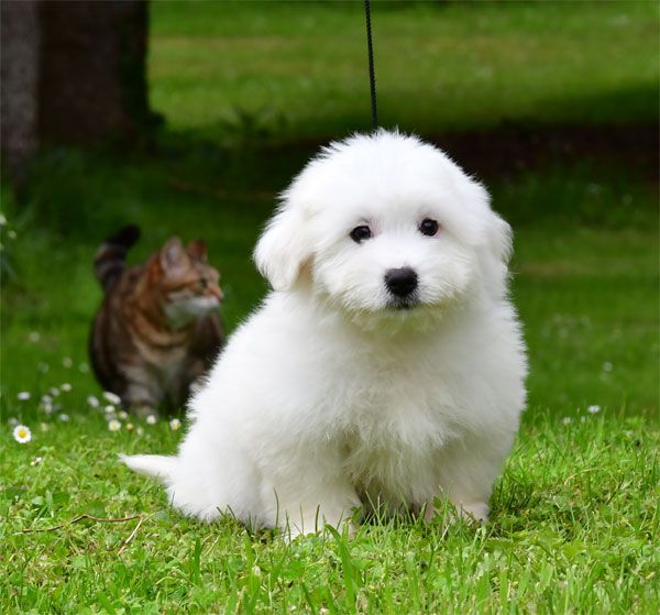 de dame nature - Coton de Tulear - Portée née le 09/02/2025