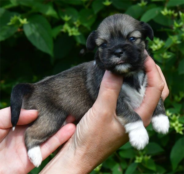 de dame nature - Chiots disponibles - Lhassa Apso
