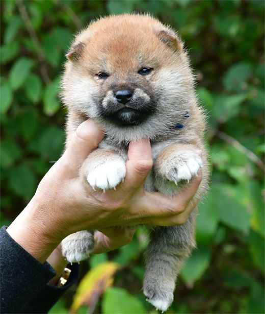 de dame nature - Chiots disponibles - Shiba