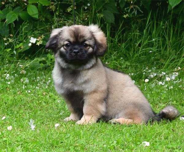 de dame nature - Chiots disponibles - Epagneul tibetain