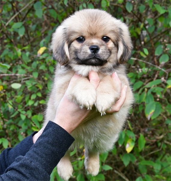 de dame nature - Chiots disponibles - Epagneul tibetain