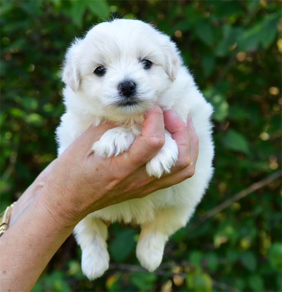 de dame nature - Chiots disponibles - Coton de Tulear