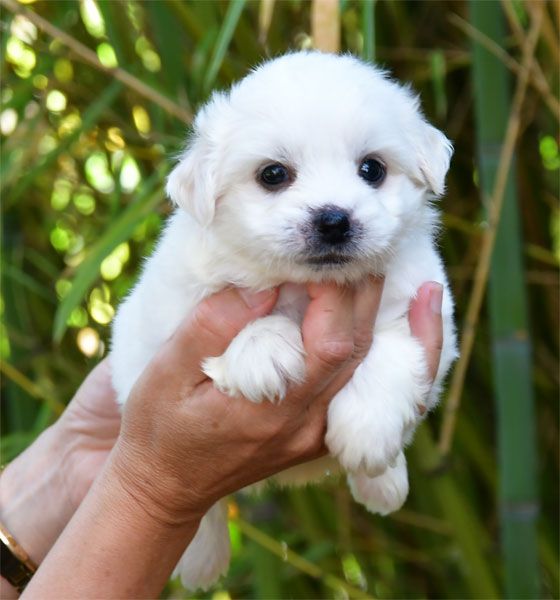 de dame nature - Chiots disponibles - Coton de Tulear