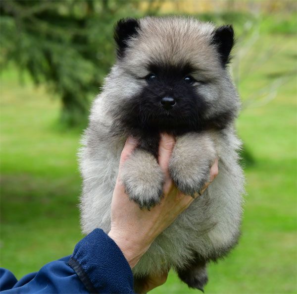 de dame nature - Chiots disponibles - Spitz allemand