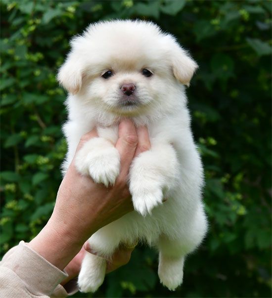 de dame nature - Chiots disponibles - Epagneul tibetain