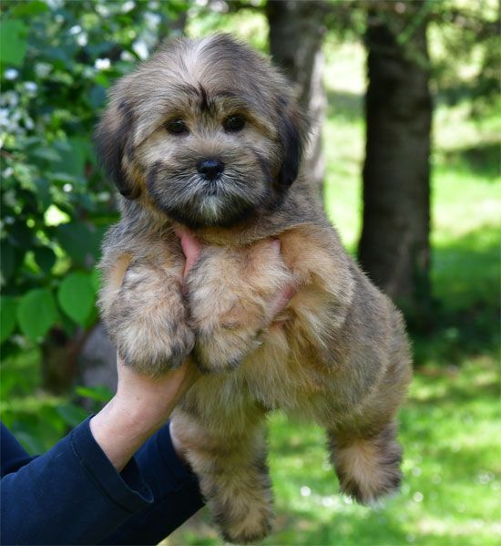 de dame nature - Chiots disponibles - Lhassa Apso
