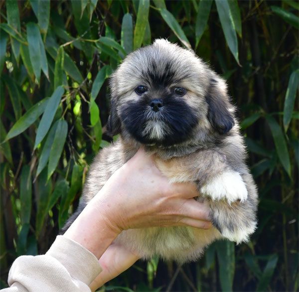 de dame nature - Chiots disponibles - Lhassa Apso