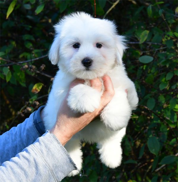 de dame nature - Chiots disponibles - Coton de Tulear