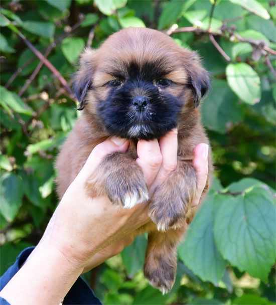 de dame nature - Chiots disponibles - Lhassa Apso