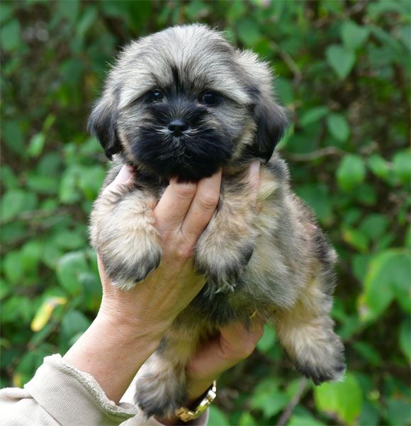 de dame nature - Chiots disponibles - Lhassa Apso