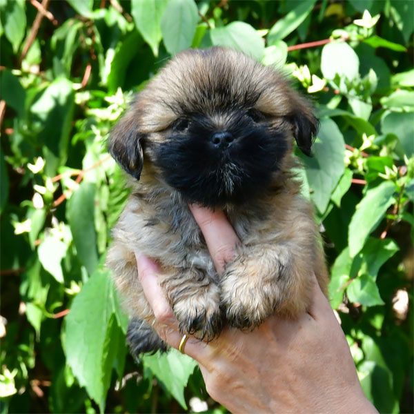 de dame nature - Chiots disponibles - Lhassa Apso