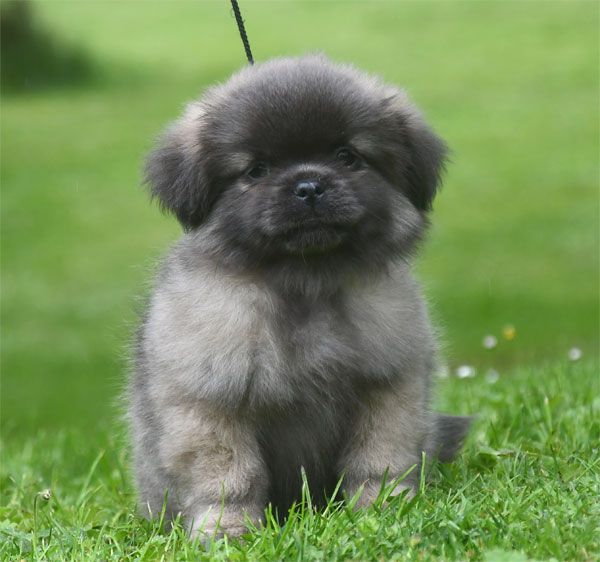 Chiot Epagneul tibetain de dame nature