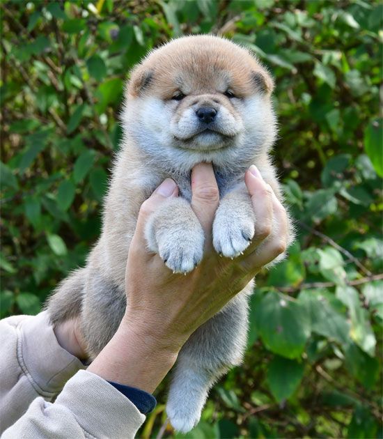 de dame nature - Chiots disponibles - Shiba