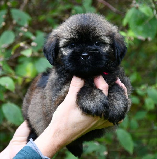 de dame nature - Chiots disponibles - Lhassa Apso