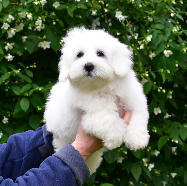 de dame nature - Coton de Tulear - Portée née le 11/02/2025