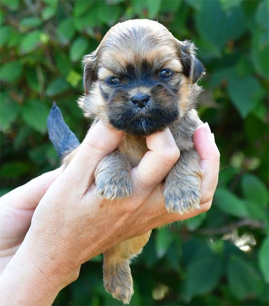 de dame nature - Chiots disponibles - Lhassa Apso