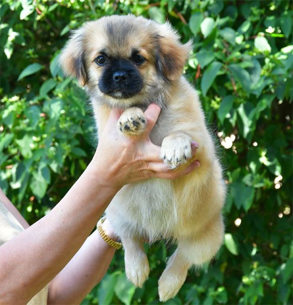 de dame nature - Chiots disponibles - Epagneul tibetain