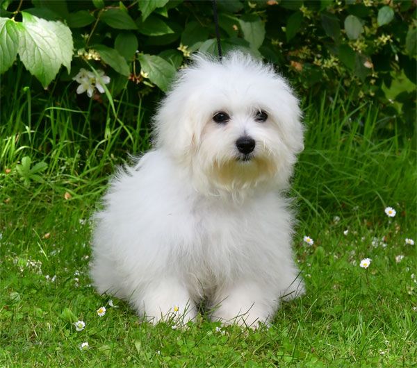 de dame nature - Chiots disponibles - Coton de Tulear