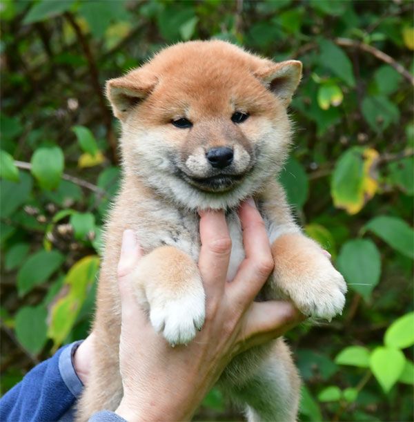 de dame nature - Chiots disponibles - Shiba