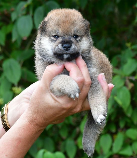 de dame nature - Chiots disponibles - Shiba