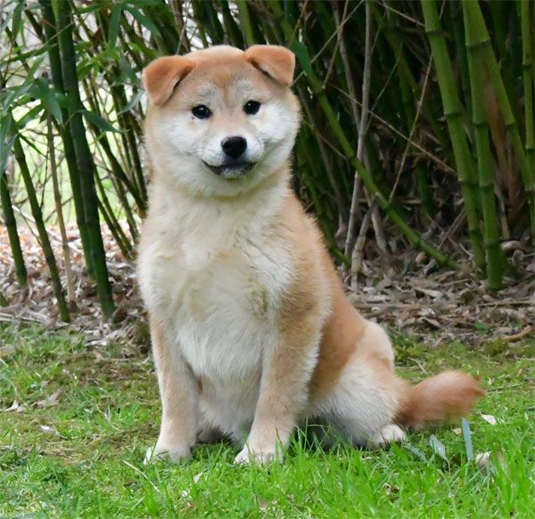 de dame nature - Chiots disponibles - Shiba