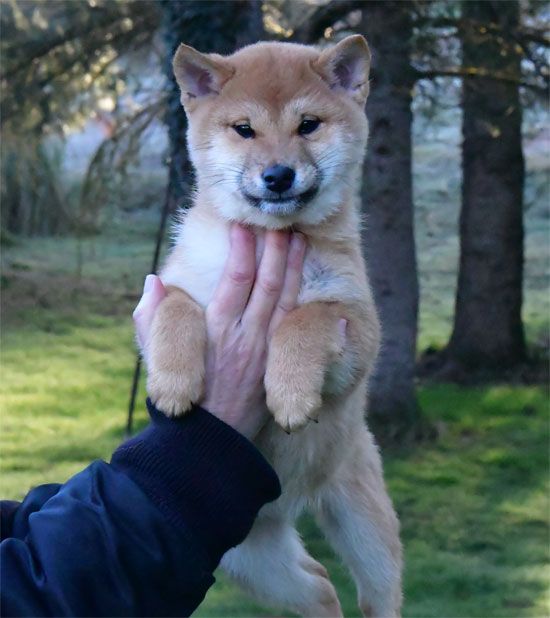 de dame nature - Chiots disponibles - Shiba