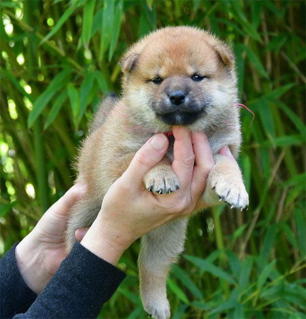 de dame nature - Chiots disponibles - Shiba
