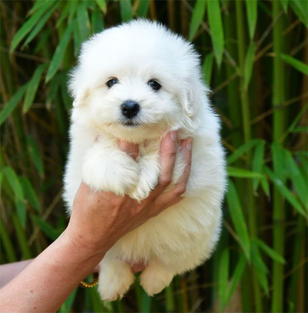 de dame nature - Chiots disponibles - Coton de Tulear