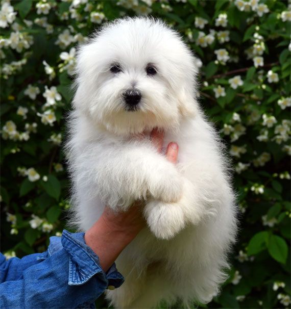 de dame nature - Chiots disponibles - Coton de Tulear