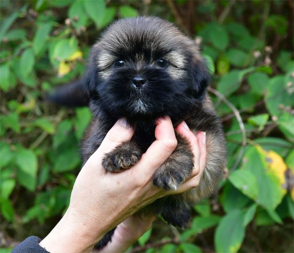 de dame nature - Chiots disponibles - Lhassa Apso