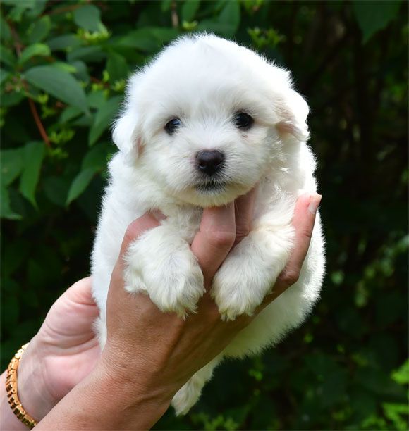 de dame nature - Chiots disponibles - Coton de Tulear