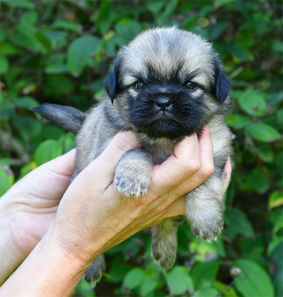 de dame nature - Chiots disponibles - Epagneul tibetain