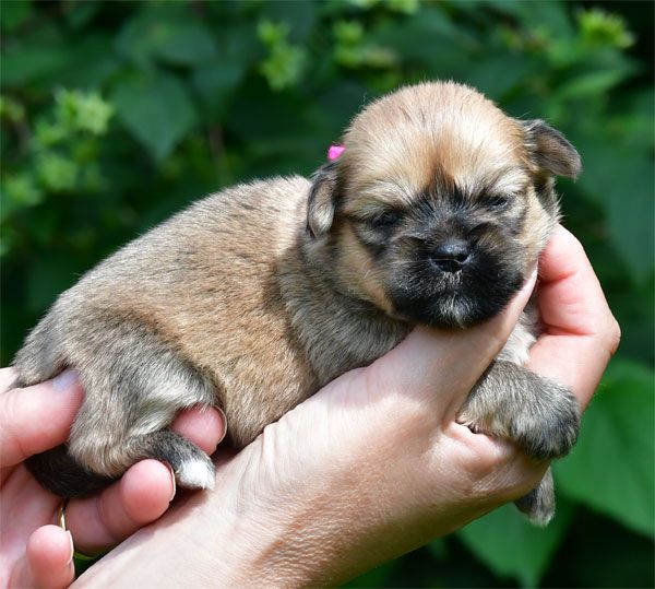 Chiot Lhassa Apso de dame nature