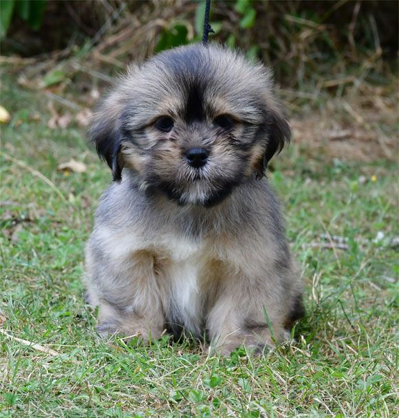 de dame nature - Lhassa Apso - Portée née le 18/05/2025