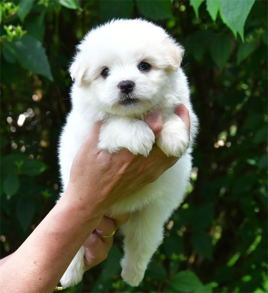 de dame nature - Chiots disponibles - Coton de Tulear