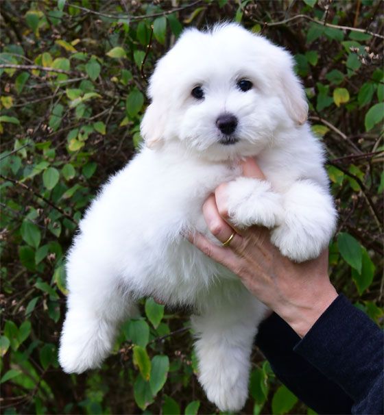 de dame nature - Chiots disponibles - Coton de Tulear