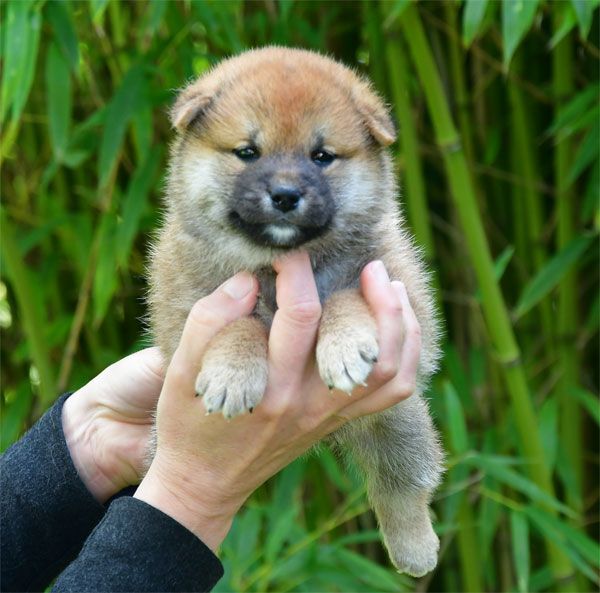 de dame nature - Chiots disponibles - Shiba