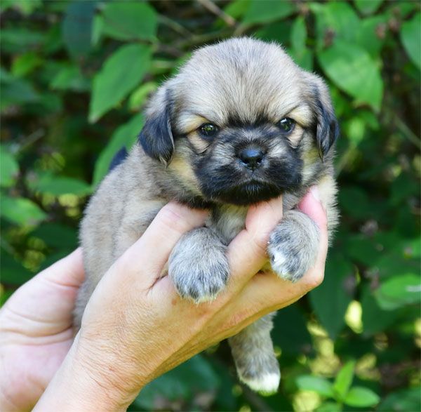 Chiot Epagneul tibetain de dame nature