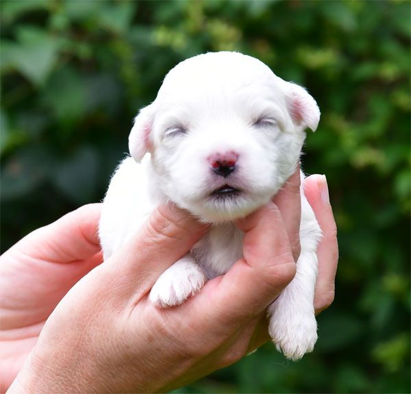 de dame nature - Chiots disponibles - Coton de Tulear